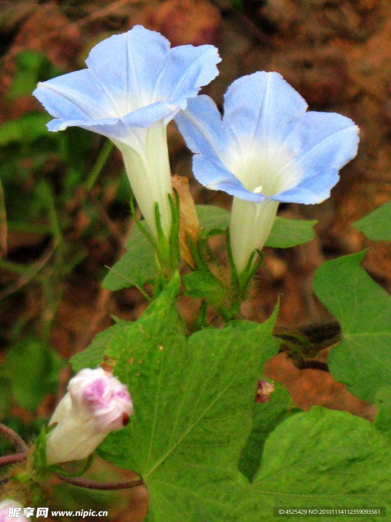 牵牛花