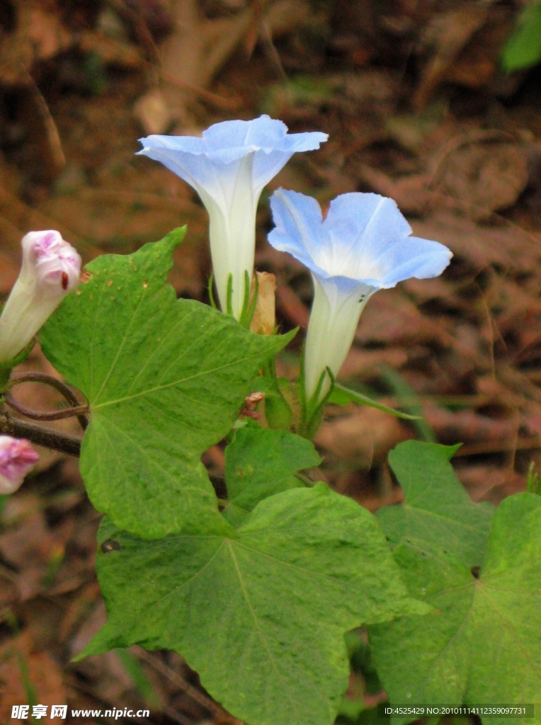 牵牛花