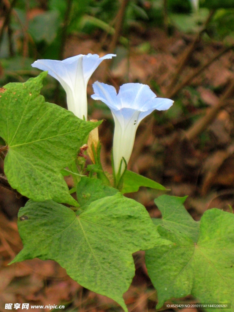 牵牛花