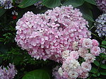 绣球花摄影