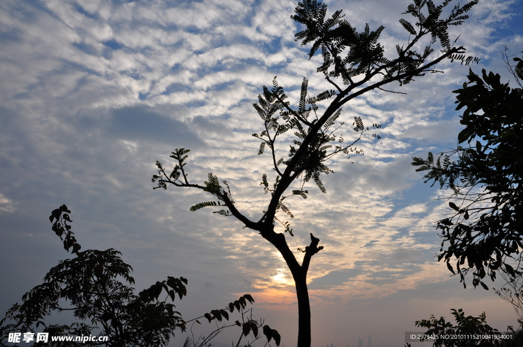 夕阳 梧桐山