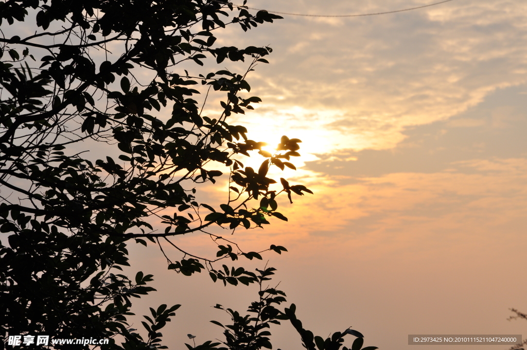 夕阳 梧桐山