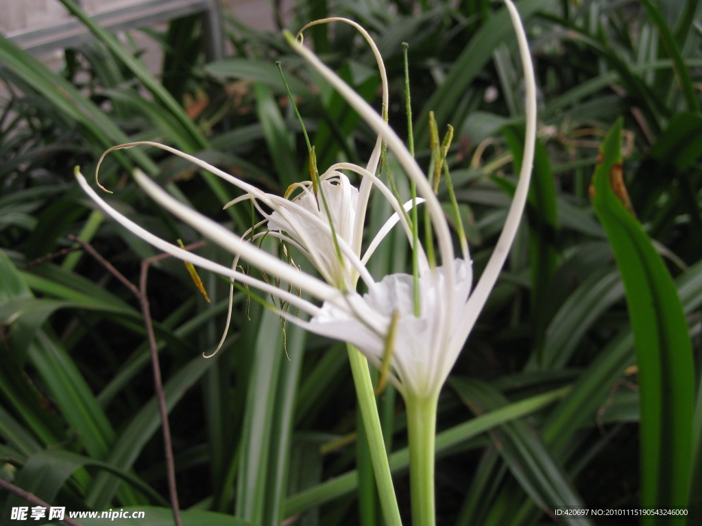 高清水仙花