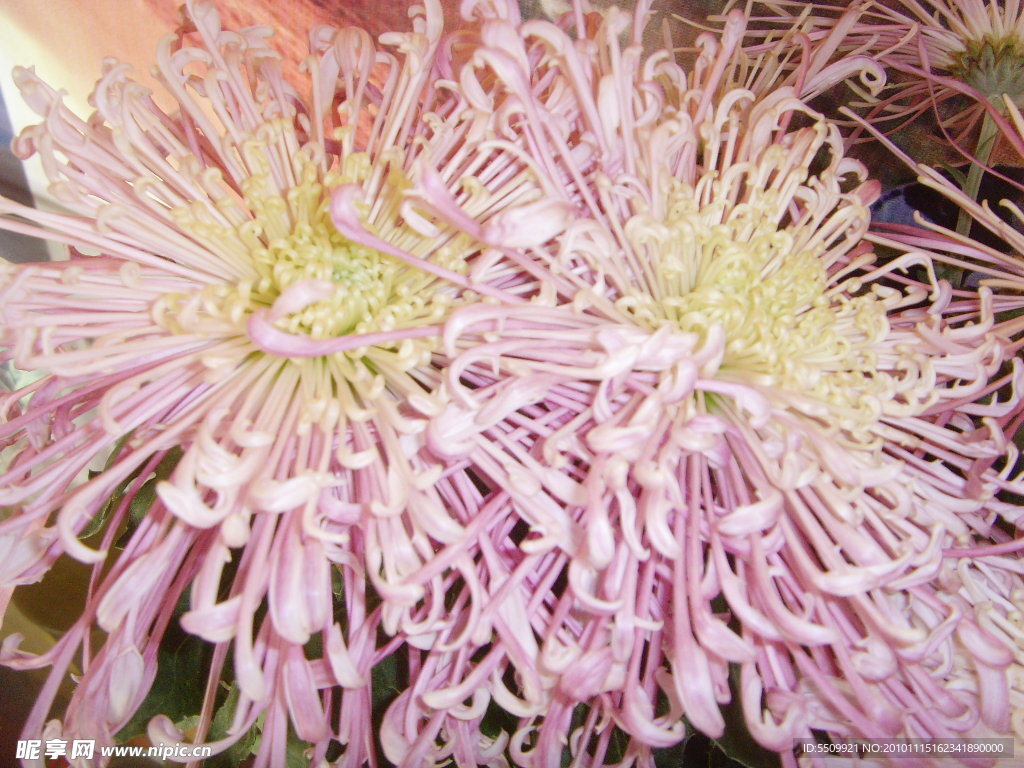 菊花