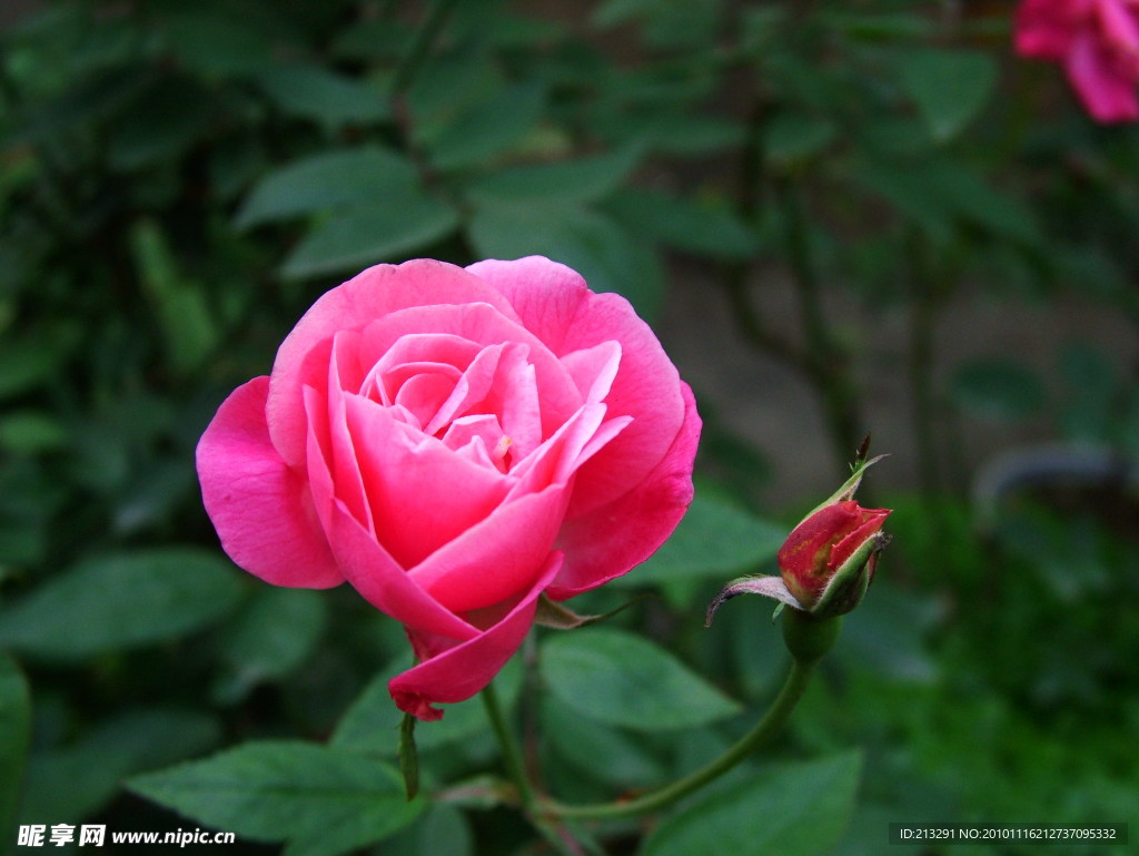月季花