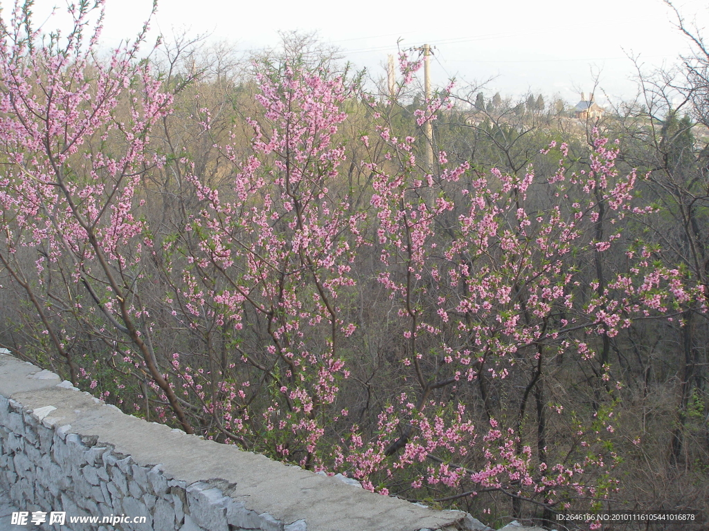 墙外桃花