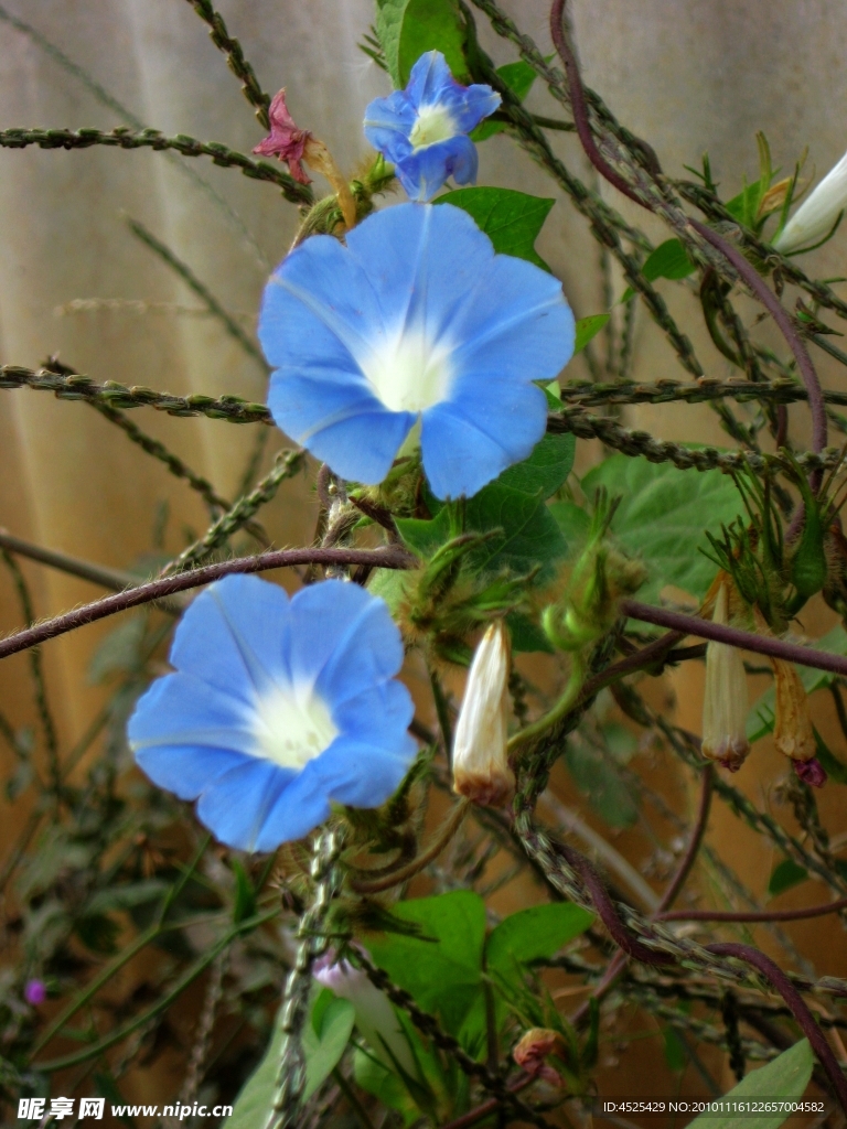 牵牛花