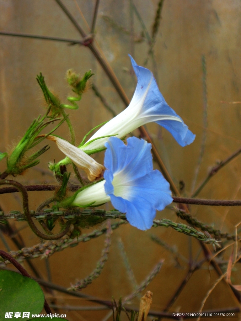 牵牛花