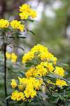 野菜花