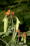 小野花