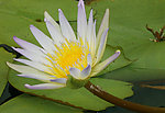 莲花