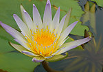 莲花
