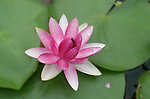 莲花