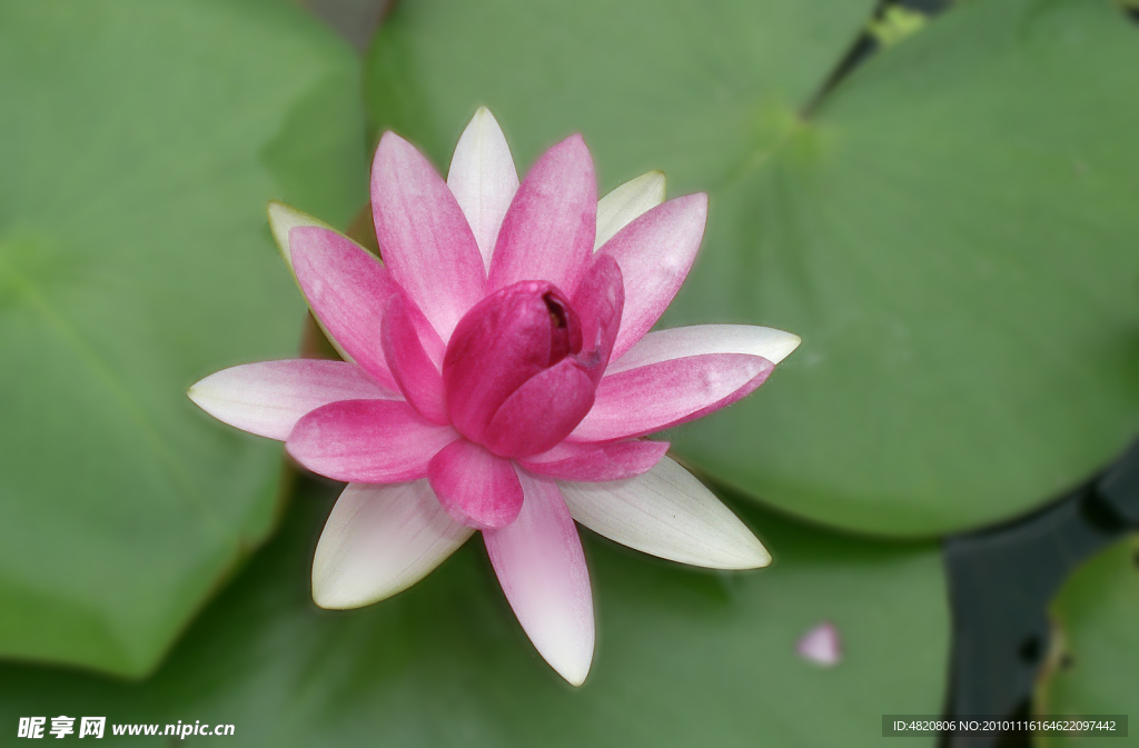 莲花