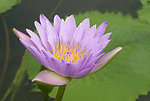 莲花