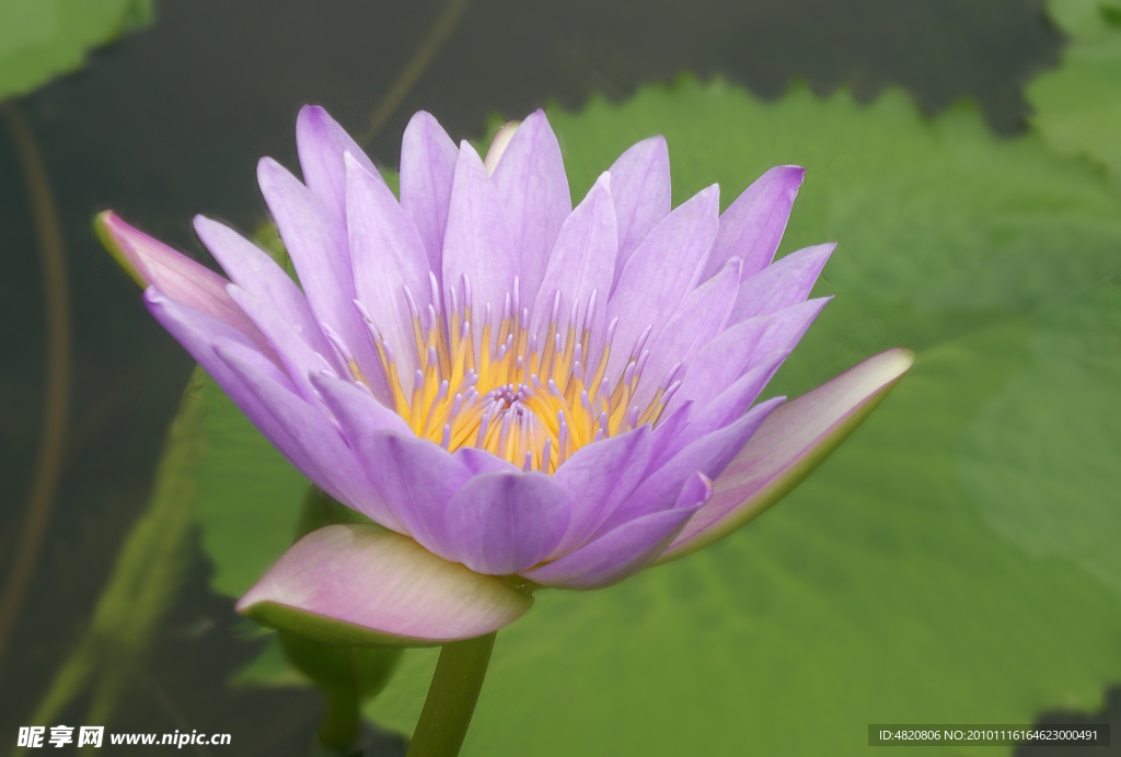 莲花