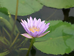莲花