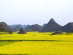 油菜田