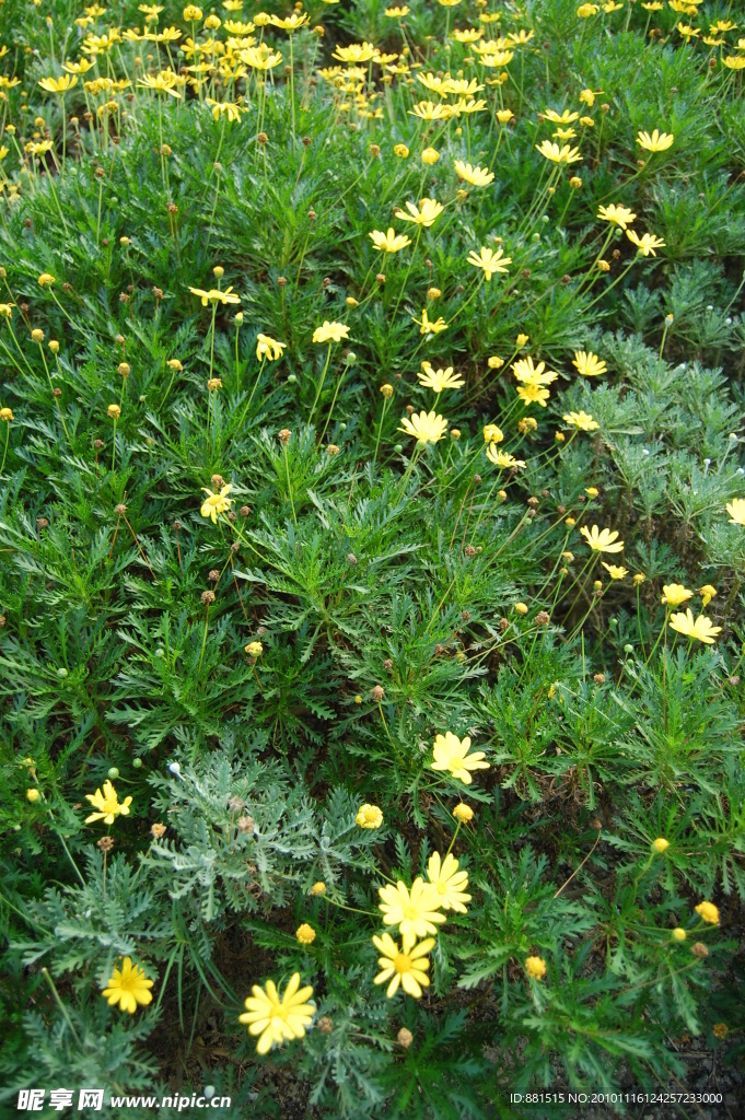 雏菊