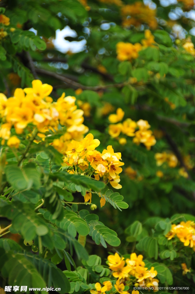 槐花