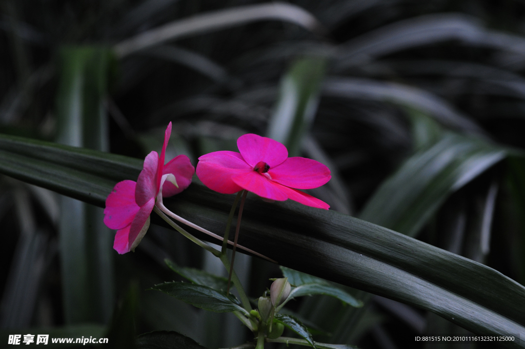 长春花