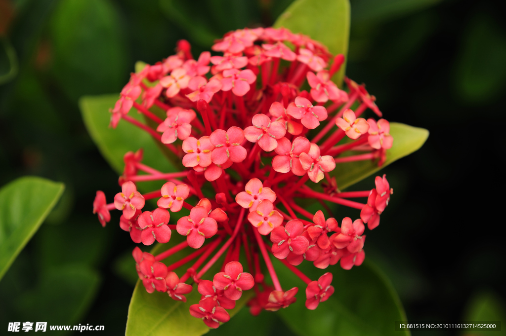 龙船花
