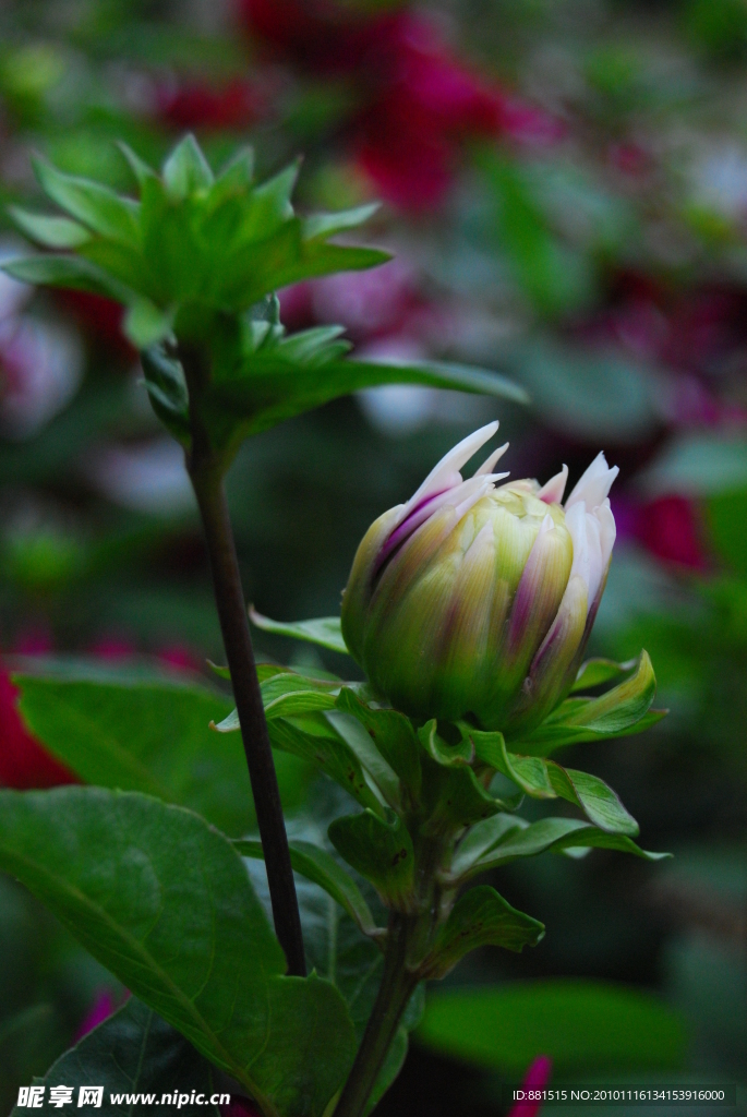 大丽菊
