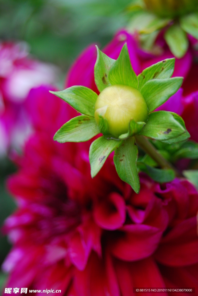 大丽菊