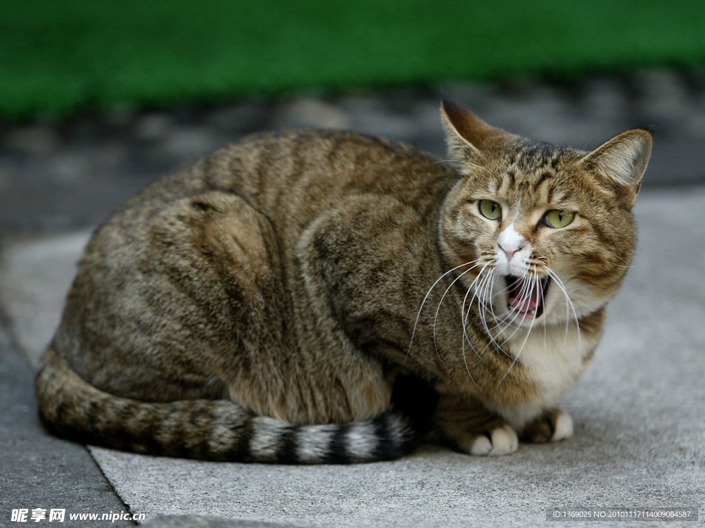 流浪猫