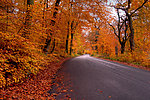 公路两边秋天的树林 红叶 落叶