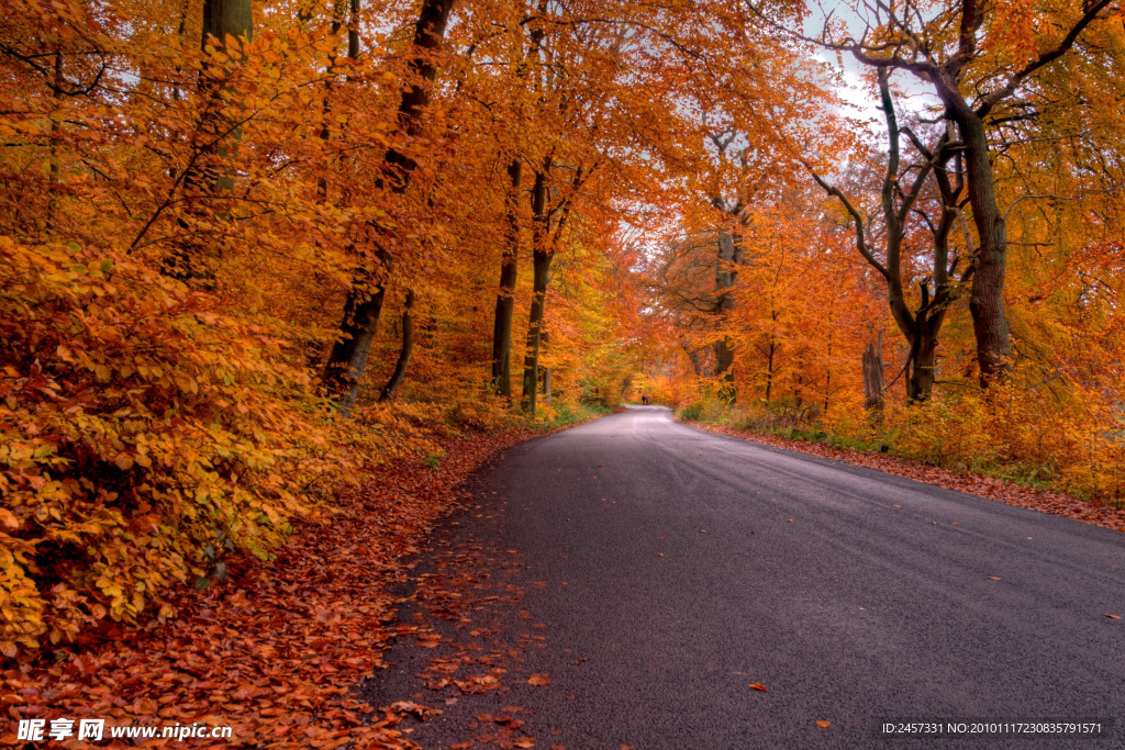 公路两边秋天的树林 红叶 落叶
