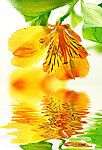漂浮在水中的花朵