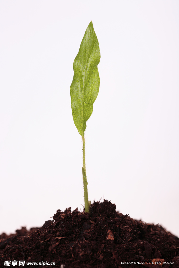 植物幼苗高清图片