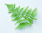 绿色植物
