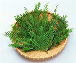 绿色植物