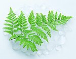 绿色植物