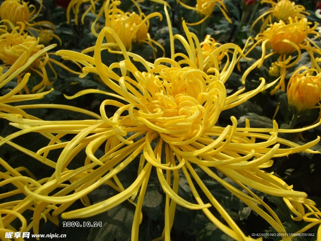 菊花