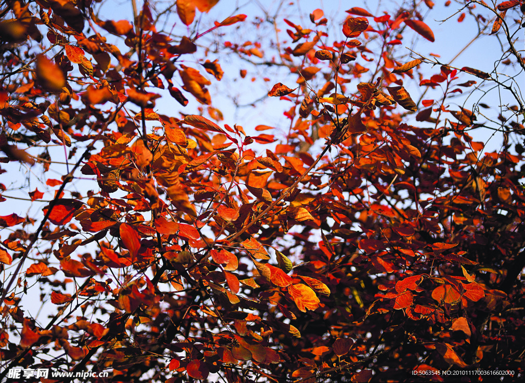 秋季枫叶背景