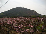 无锡阳山桃园