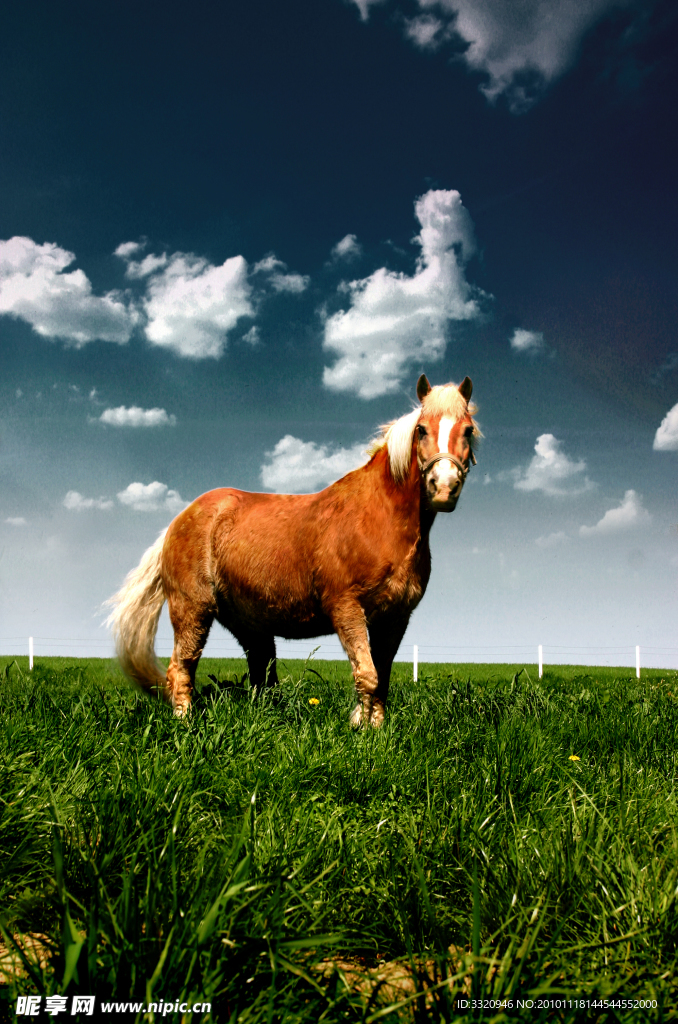 草地上的骏马