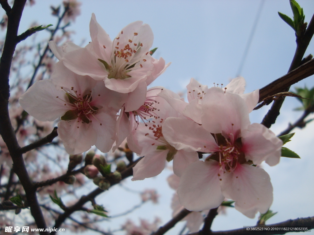 桃花