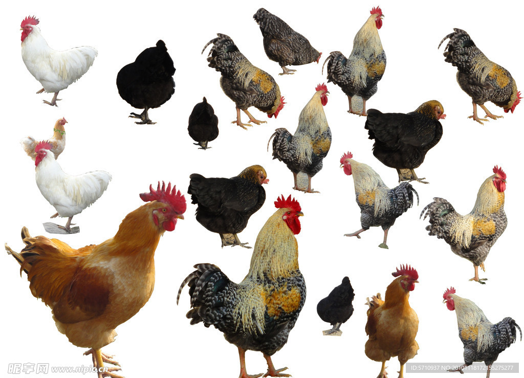 鸡素材