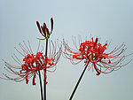 石蒜花