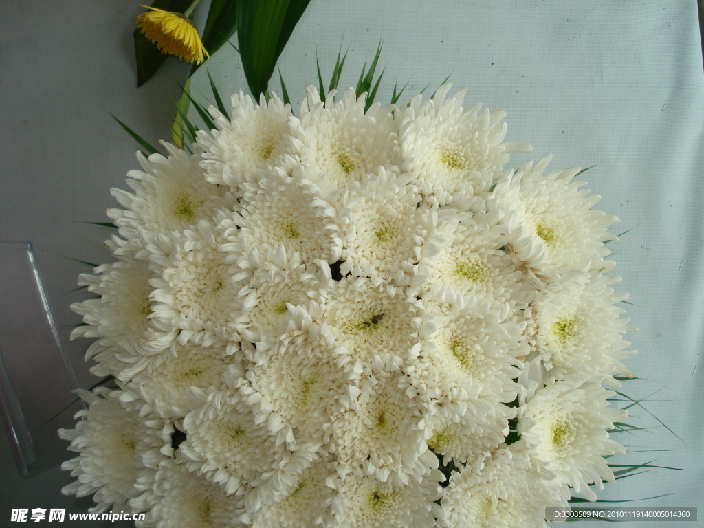 菊花
