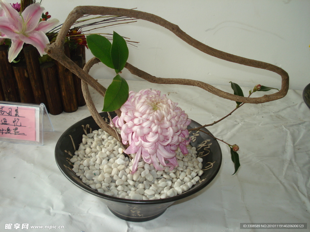 菊花