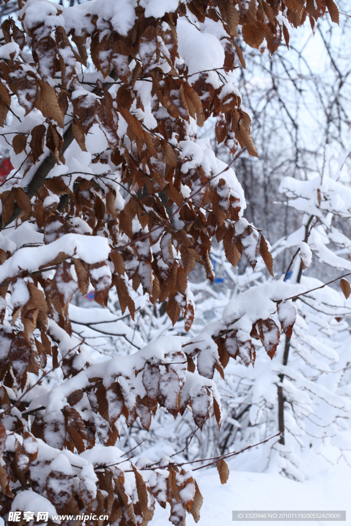 冬季雪景高清图片