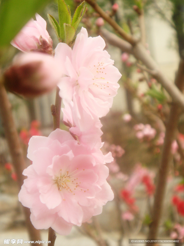 桃花