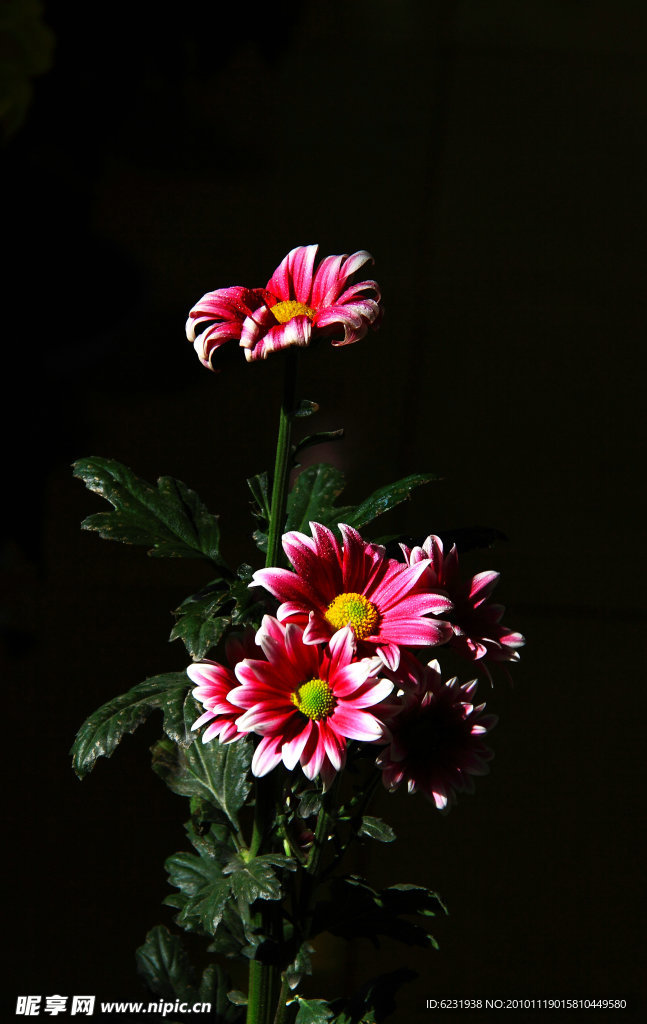 菊花
