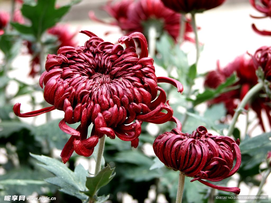 菊花