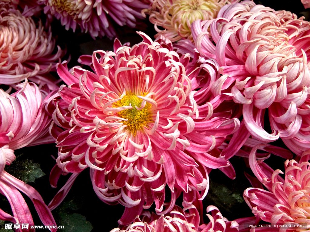 菊花